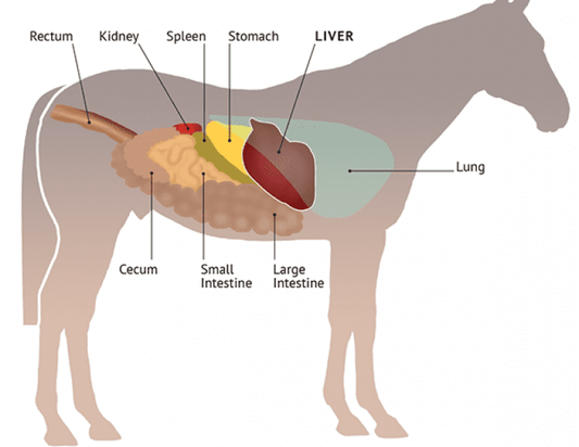 An anatomical diagram of a horse's internal organs, including the stomach, liver, spleen, intestines, kidney, and rectum, showing the layout of the equine digestive system.