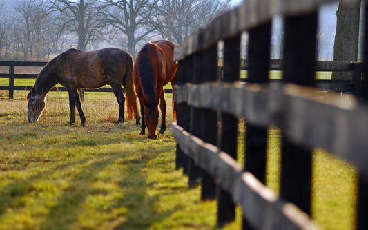Horses grazing peacefully in a fenced pasture, enjoying the natural surroundings and fresh grass.