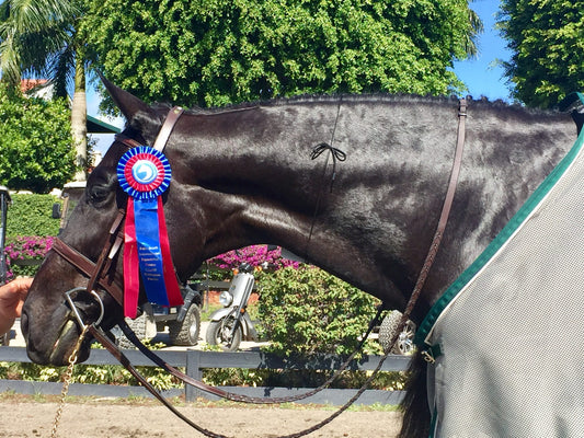 Shiny black horse wearing a blue and red ribbon, showcasing success in an equestrian competition
