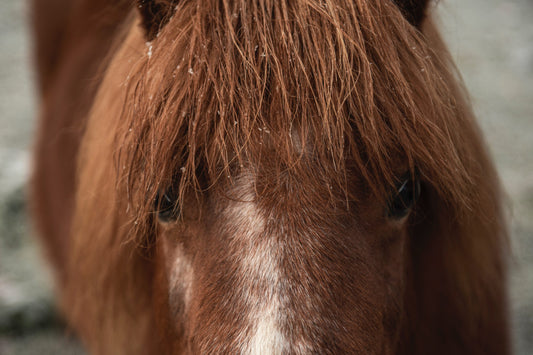 Close-up of a pony's face with a thick mane covering its eyes