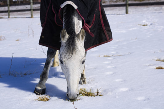 Horse grazing through snow while wearing a winter blanket, showcasing the importance of proper nutrition during colder months.