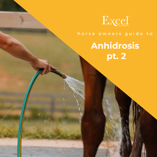 Understanding Anhidrosis in Horses