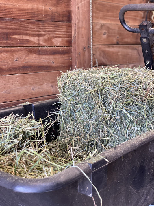 A fresh bale of hay in a stable, providing essential forage for horses' digestive health and nutrition.
