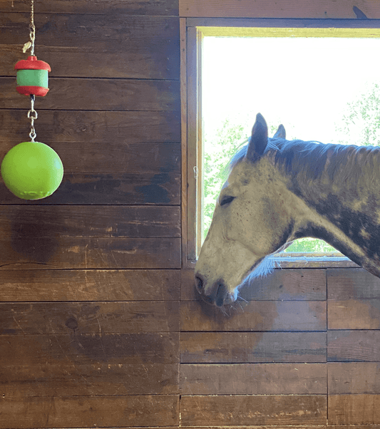 Gray horse relaxing in a stall next to a hanging toy, promoting mental stimulation for horses in the stable.