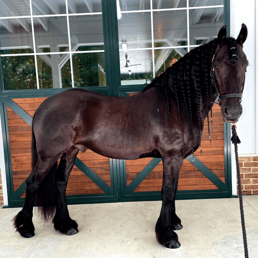 Omega 3 For Horses
