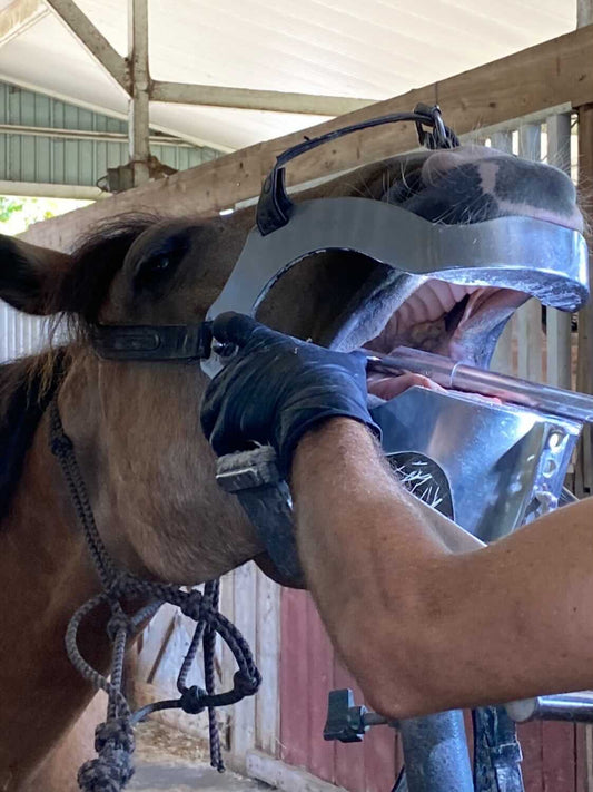 Equine Dental Care: How To Care for Your Horse’s Smile