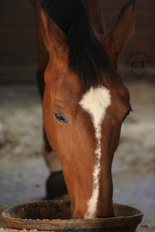 Bay horse with a white blaze eating camelina oil from a feed pan, promoting proper equine nutrition and care