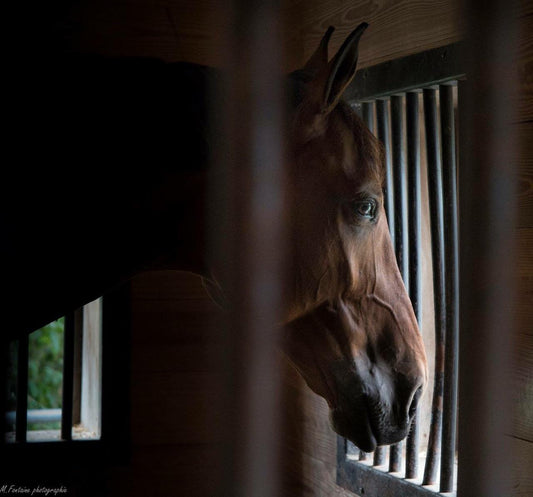 Bay horse looking out of a stall window, captured in soft lighting, reflecting a peaceful, introspective moment.