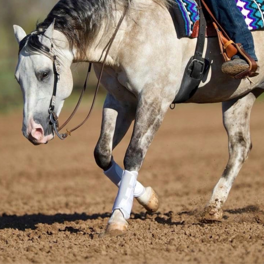 Grey horse performing a maneuver in western tack with leg wraps, showcasing equine athleticism and performance training