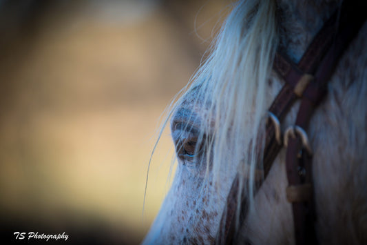 Close-up of a horse with a white mane and bridle, capturing the horse's profile in natural light