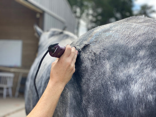 Close-up of a horse being clipped, showing the careful grooming process to maintain coat health and cleanliness.