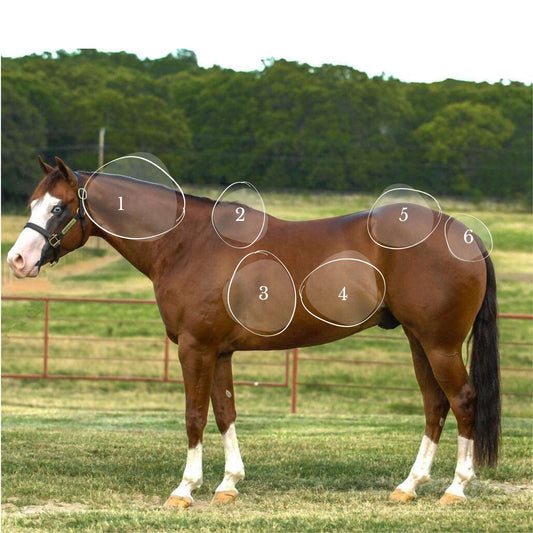 Diagram highlighting key areas on a horse's body for assessing body condition score, with numbered sections for easy reference.