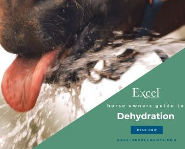 Horse drinking water with tongue out, promoting Excel Supplements' guide to preventing dehydration in horses