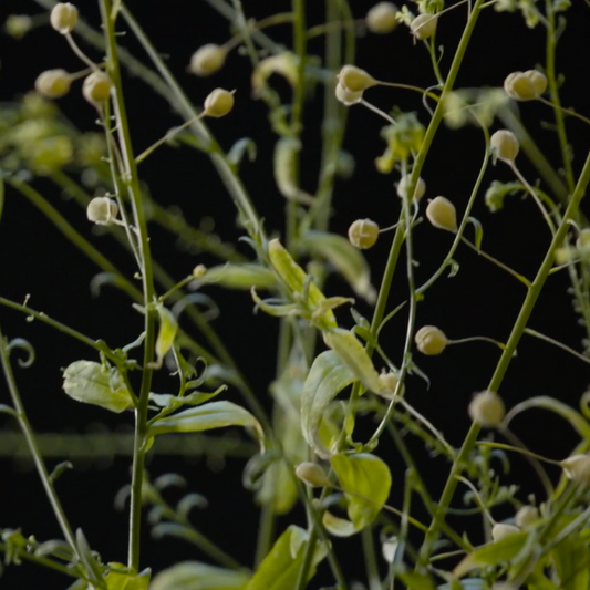 Close-up of blooming camelina plants with small buds, showcasing the source of camelina oil used in supplements and sustainable agriculture