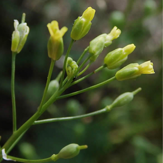 Camelina sativa plant known for its supplement benefits to dogs and horses.