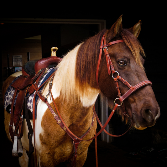 Managing Equine Cushing’s Disease - Beau’s Story