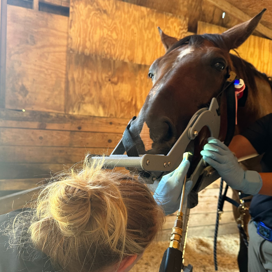 Equine Dental Care