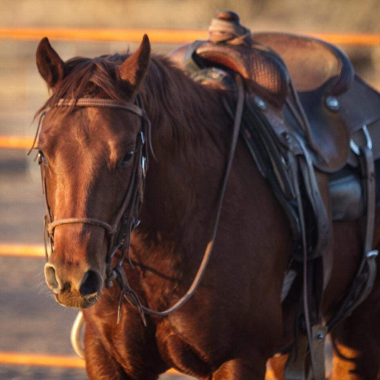 Chestnut horse highlighting equine training and western riding equipment