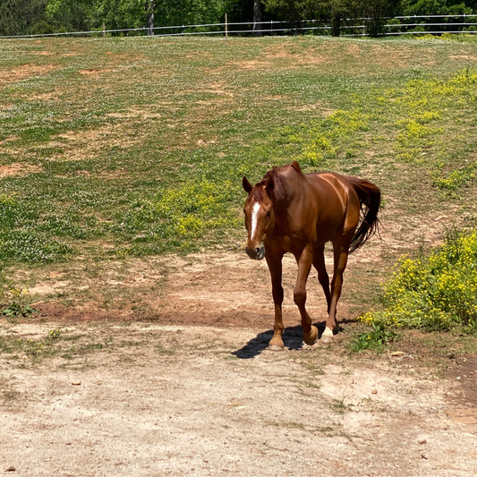 EPM in Horses