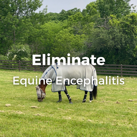 Equine Encephalitis