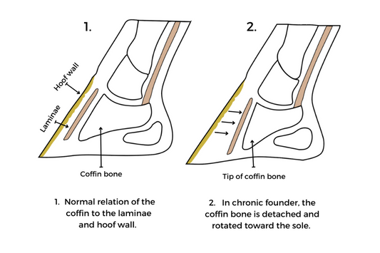 Laminitis in horse hoof