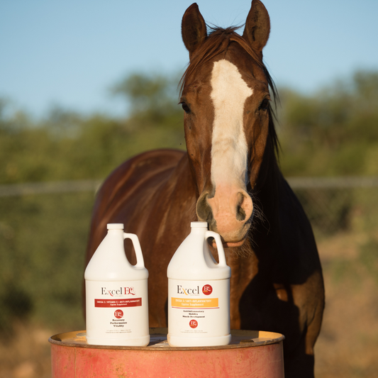 Excel Supplements Camelina Oil