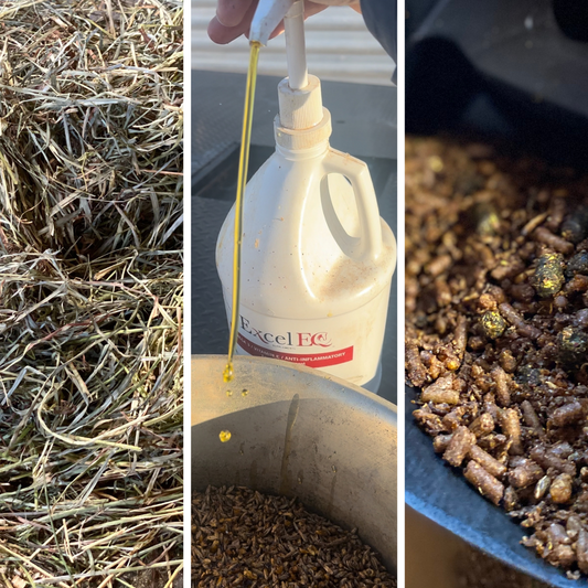 Equine Nutrition