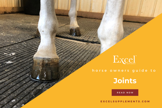 horse joint care