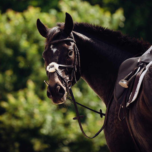 Lactate Values in Endurance Horses