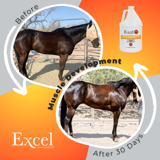 Muscle Development in Horses