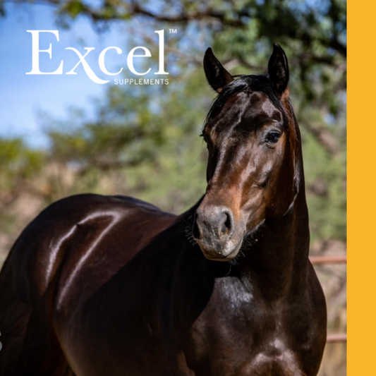 Omega 3 Fatty Acids for Horses