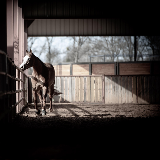 PSSM in Horses