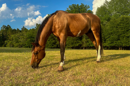 The Natural Equine Diet- Field Time