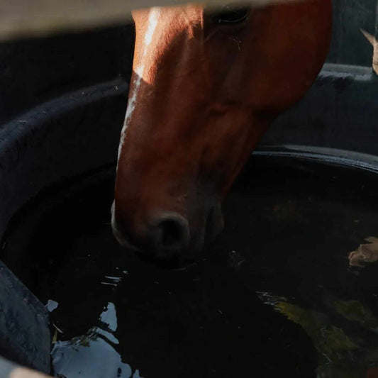 How to Hydrate a horse