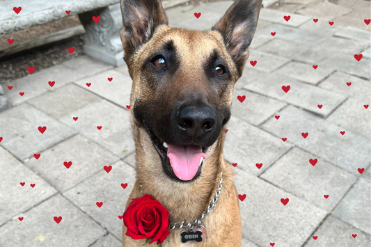 Will you be my valentine?