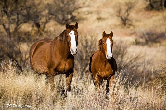 Should I give my horse vitamin E?