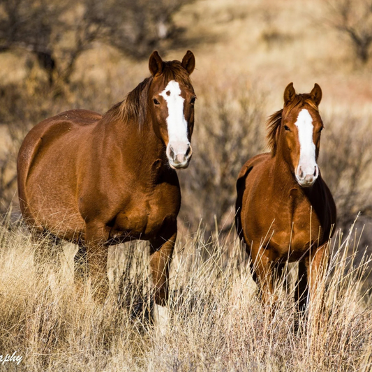 Vitamin E for Horses