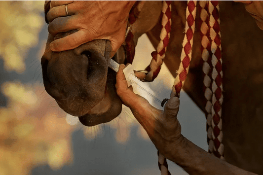 Deworming a horse