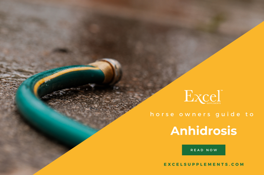 What is anhidrosis in horses