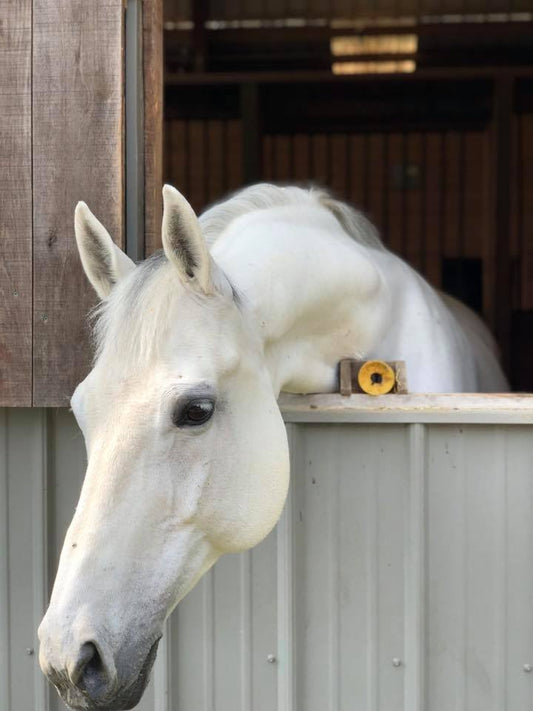White horse resting its head over a stable door, enjoying a calm moment in the barn.