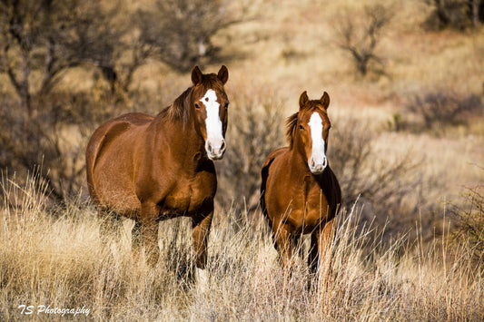 Vitamin E for Horses: Facts and Myths