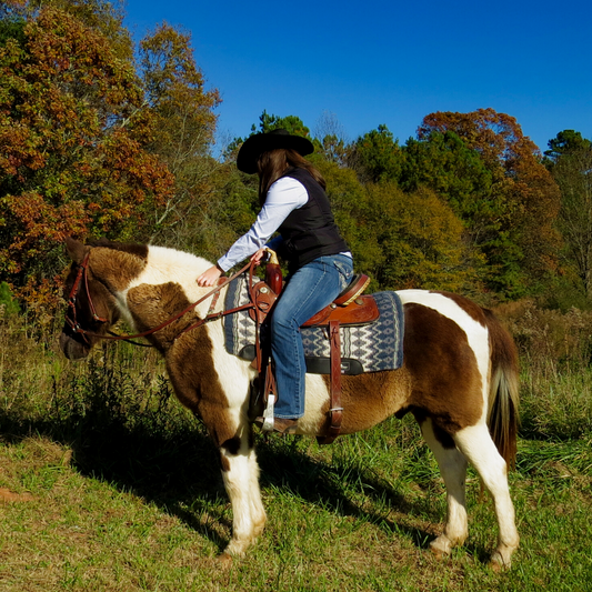 Equine Cushing's