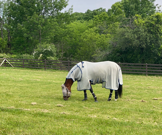 Horse grazing in a field while wearing a fly sheet for protection, emphasizing care during warmer months.