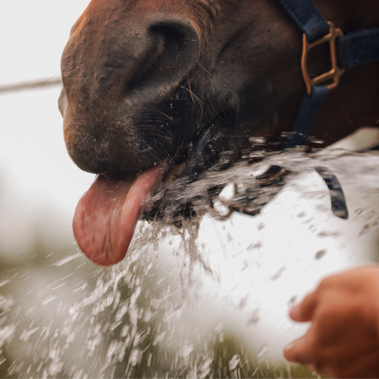 Dehydration in Horses: The Overall Guide
