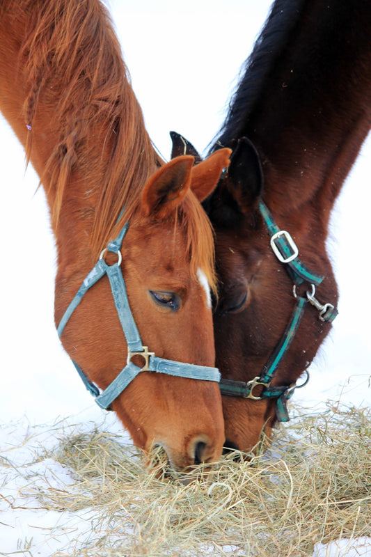 Two horses eating hay together in a snowy field, highlighting equine nutrition and care during winter months