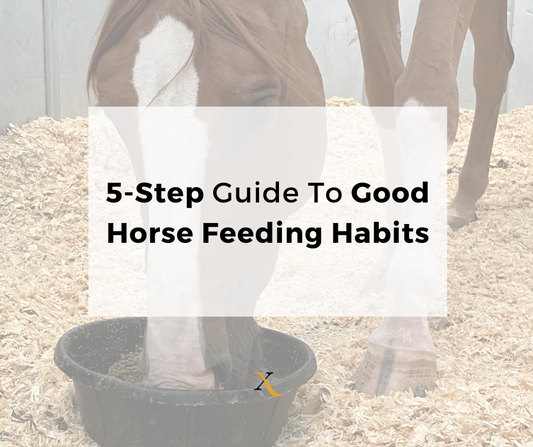 5-Step Guide to Good Horse Feeding Habits featuring a horse eating from a bowl, highlighting the importance of proper equine nutrition.