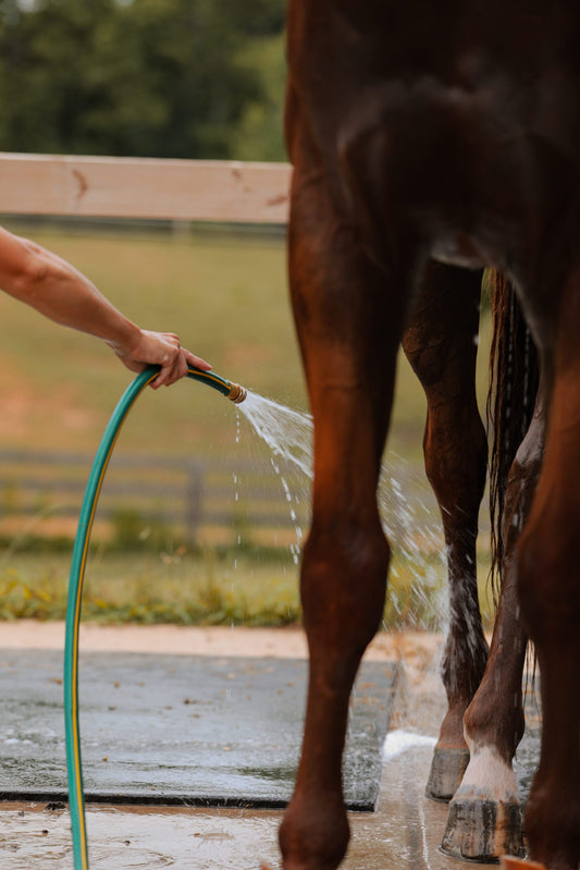 Person rinsing a horse's legs with a hose, highlighting equine care and post-ride cooling for horses
