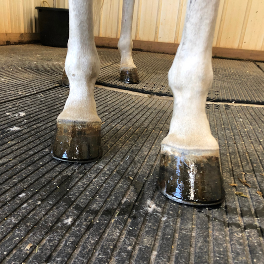 Equine Joint Health
