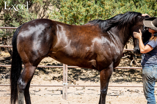 How do I build muscle on my horse?