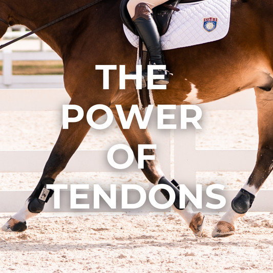 equine tendons